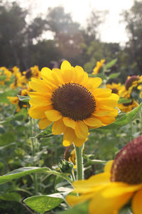 Close-up of yellow flowering plant on field