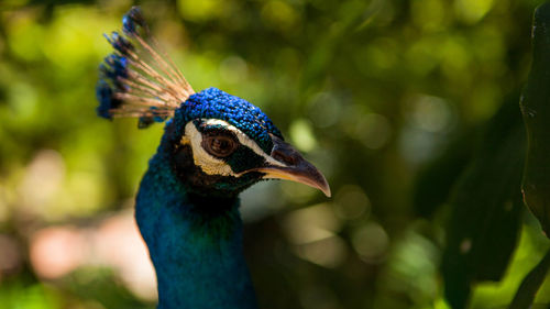 Close-up of peacock