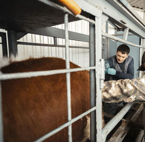 Veterinarian examining cattle within confines of farm pen, expertise required in animal healthcare