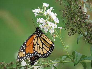 Close-up of butterfly pollinating on flower