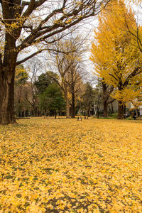 Scenic view of yellow trees against sky