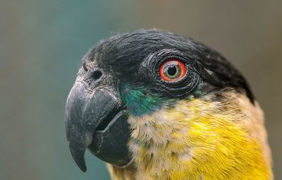 Close-up of a parrot