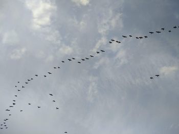 Low angle view of birds flying in sky