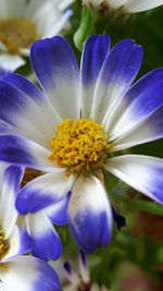 Close-up of flower blooming outdoors