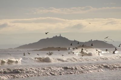 Flock of birds flying over beach