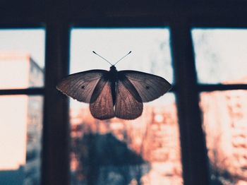 Close-up of butterfly on window