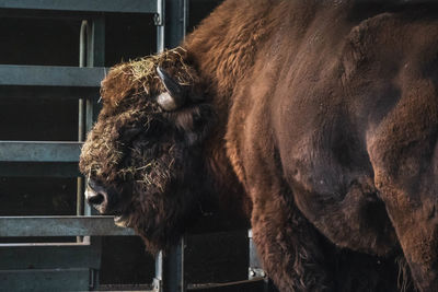 Close-up of a buffalo