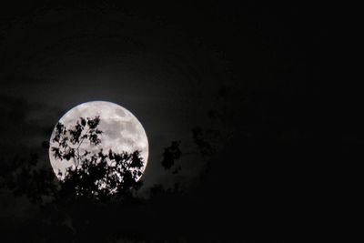 Low angle view of silhouette trees against sky at night