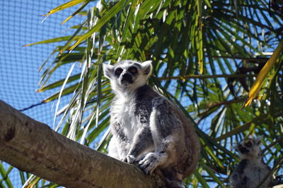 Low angle view of a monkey on tree