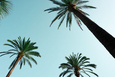 palm tree