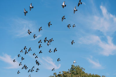 Low angle view of birds flying against sky