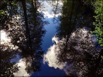 Low angle view of trees