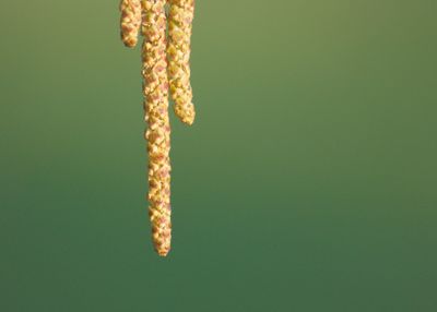 Close-up of fresh green leaf