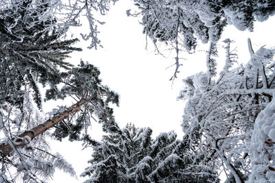 Low angle view of frozen trees against clear sky 