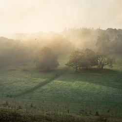 Golden light and mist rolling through the hills of surrey at polesden lacey, with two dog walkers