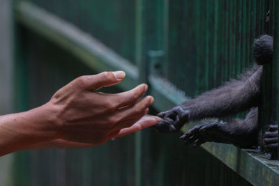 Close-up of hand holding animal hand