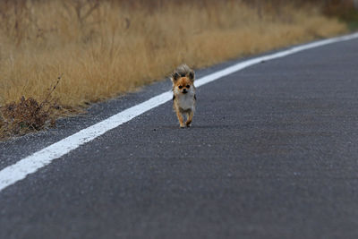 Portrait of dog on road