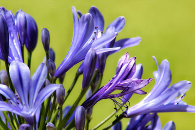 Close-up of purple crocus flowers