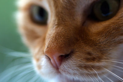 Close-up portrait of cat