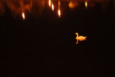 Silhouette bird flying over lake