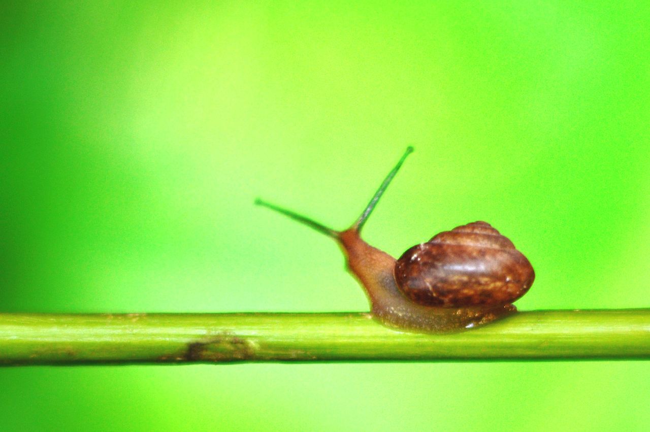 CLOSE-UP OF SNAIL ON STEM