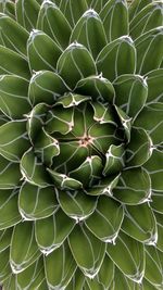 Full frame shot of succulent plant