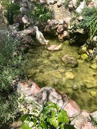 High angle view of ducks on rock by river