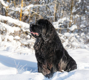 Close-up of dog on snow covered field