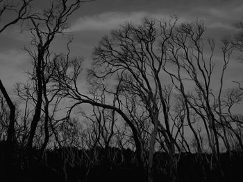 Silhouette bare trees on field against sky at sunset