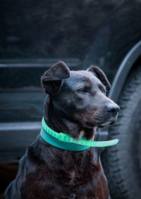 Close-up of a dog looking away