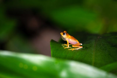 Close-up of frog on leaf