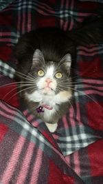 Portrait of cat relaxing on sofa