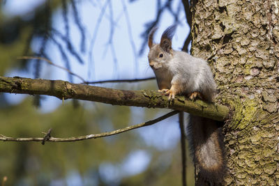 Close-up of squirrel on branch