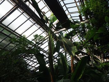 Low angle view of skylight in greenhouse