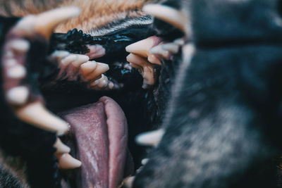 Close-up of dog with mouth open