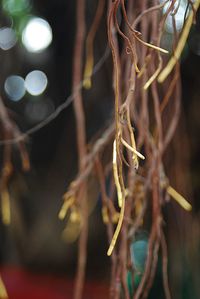 Close-up of plant