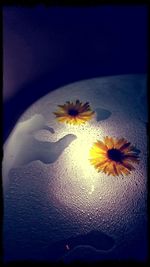 Close-up of yellow flowers