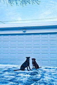 View of a dog on snow