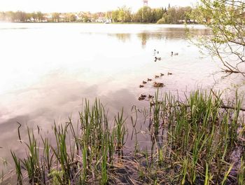 Swan swimming in lake against sky