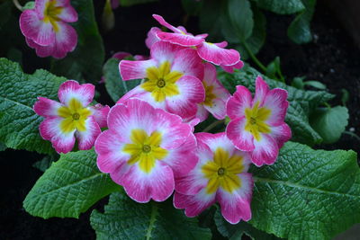 Close-up of flowers blooming outdoors