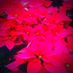 Close-up of pink flowers