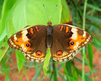 Close-up of butterfly on flower