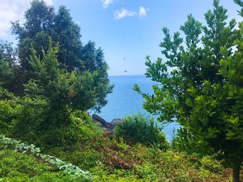 Trees by sea against sky