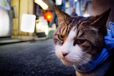 Portrait of cat on footpath