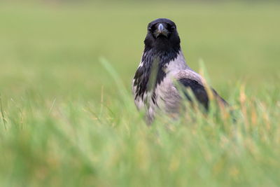 Hooded crow perching on a field