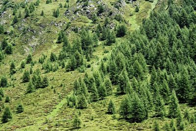 Pine trees in forest