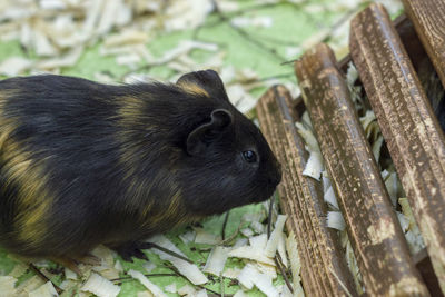 Close-up of an animal