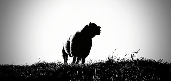 View of dog standing on field against sky