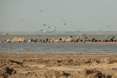 A colony of pelicans.ducks and gulls enjoying the afternoon sun on a sandy island in the aral sea