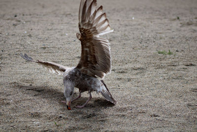 Seagull flying over a field